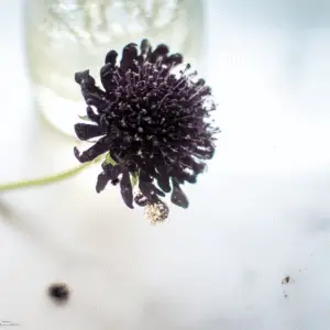Black Knight Pincushion Flower