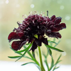 Black Knight Pincushion Flower