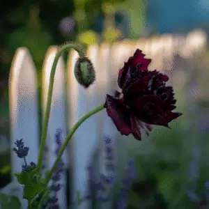 Black Peony Poppy Flower