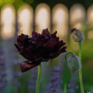 Black Peony Poppy Flower
