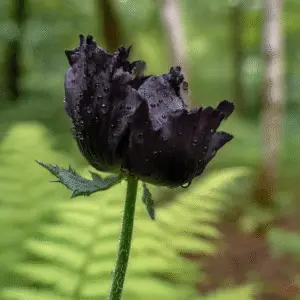Black Peony Poppy