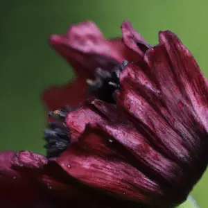 Black Peony Poppy