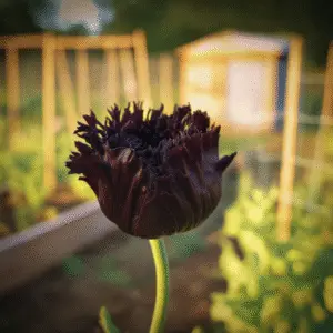 Black Peony Poppy