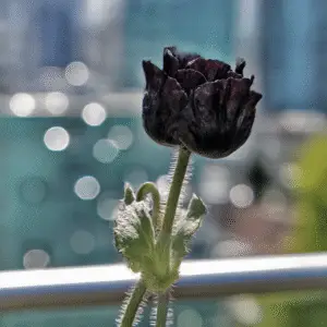 Black Peony Poppy Flower