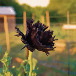 Black Peony Poppy