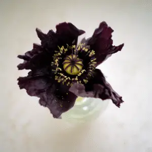 Black Peony Poppy Flower