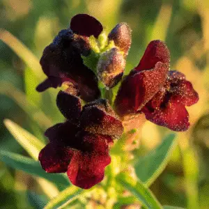 Black Prince Snapdragon Flower