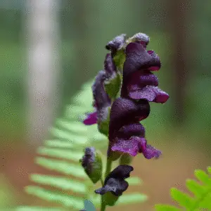 Black Prince Snapdragon