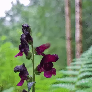 Black Prince Snapdragon