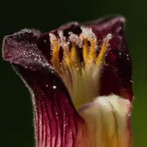 Black Prince Snapdragon Flower