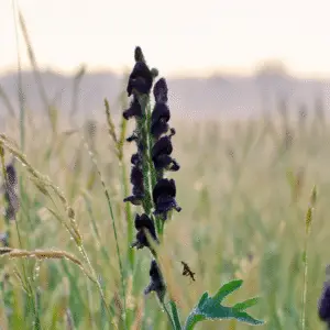 Black Prince Snapdragon Flower