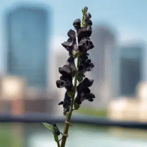 Black Prince Snapdragon Flower