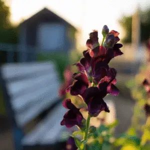 Black Prince Snapdragon
