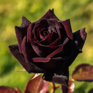 Black Rose Flowers