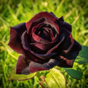 Black Rose Flowers