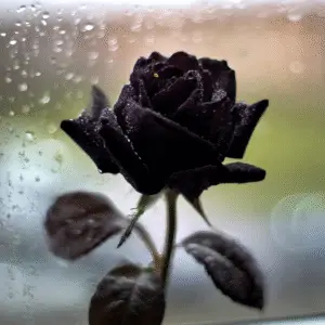 Black Rose Flowers