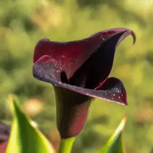 Black Star Calla Lily Flower