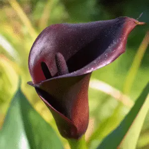 Black Star Calla Lily Flower