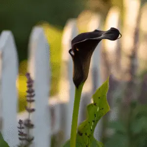 Black Star Calla Lily Flower