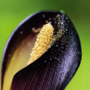 Black Star Calla Lily