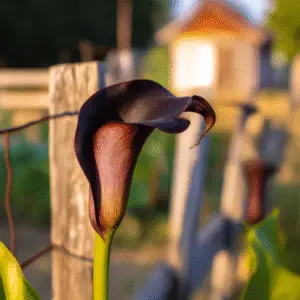 Black Star Calla Lily
