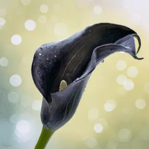 Black Star Calla Lily Flower