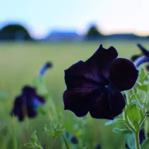 Black Velvet Petunia Flower