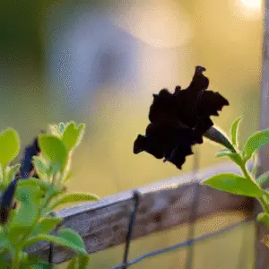 Black Velvet Petunia Flower