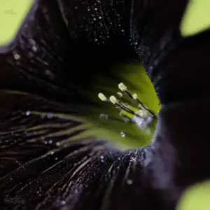 Black Velvet Petunia