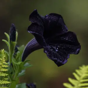 Black Velvet Petunia Flower