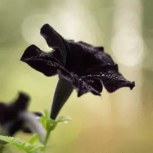 Black Velvet Petunia Flower