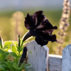 Black Velvet Petunia Flower