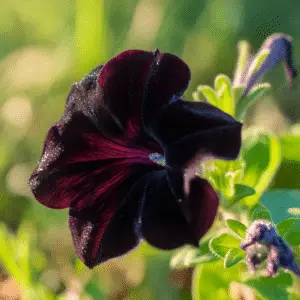 Black Velvet Petunia