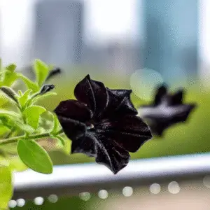 Black Velvet Petunia