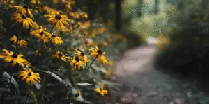 Black-eyed Susan