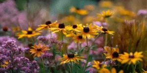 Black-eyed Susan (8)