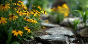 Black-eyed Susan (9)