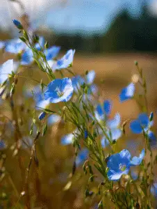 Blue Flax Flower