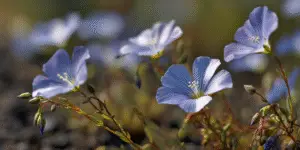 Blue Flax Flower