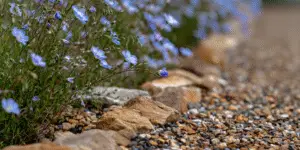 Blue Flax Flower