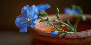 Blue Flax Flower (14)