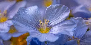 Blue Flax Flower