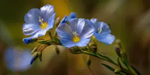 Blue flax cluster, yellow centers, soft bokeh.