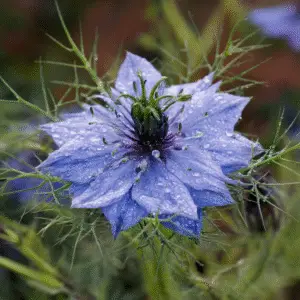 Love-in-a-Mist
