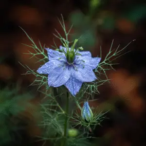 Love-in-a-Mist