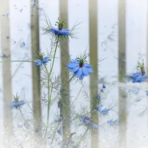 Love-in-a-Mist