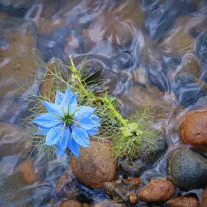 Love-in-a-Mist