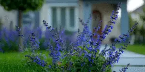 Blue Salvia (13)