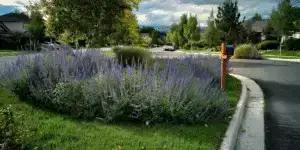 Blue Salvia