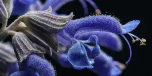 Blue Salvia (5)